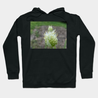 Green Onion Blossom 3 Hoodie